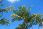 Behringer Harvard Opportunity REIT II to Sell Hawaii Hotel